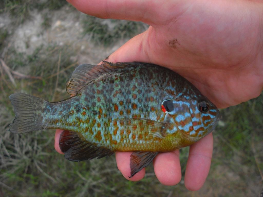 persico sole